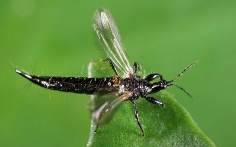 植保飛防：5月各類薊馬大爆發(fā)，該如何防治？