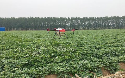 湛江：植保無人機(jī)紅薯地噴灑農(nóng)藥防治蟲害
