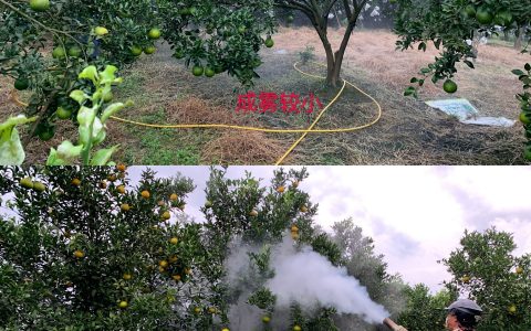 柑橘噴施用藥人工與煙霧機(jī)對(duì)比（兩種噴施農(nóng)藥機(jī)器優(yōu)缺點(diǎn)分析）
